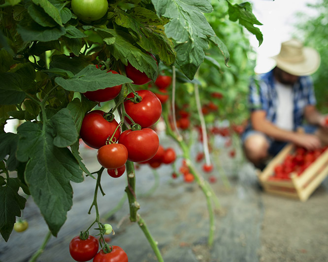 Plantación de tomates, de fondo un granjero recolectando tomates en una caja