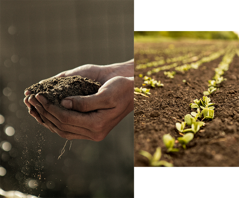 Foto de manos sosteniendo tierra y un cultivo de fondo